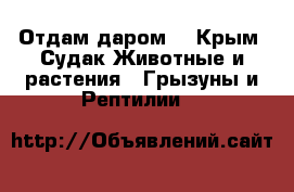Отдам даром. - Крым, Судак Животные и растения » Грызуны и Рептилии   